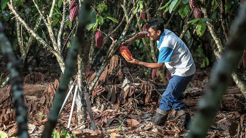 cultivate peruvian chocolate