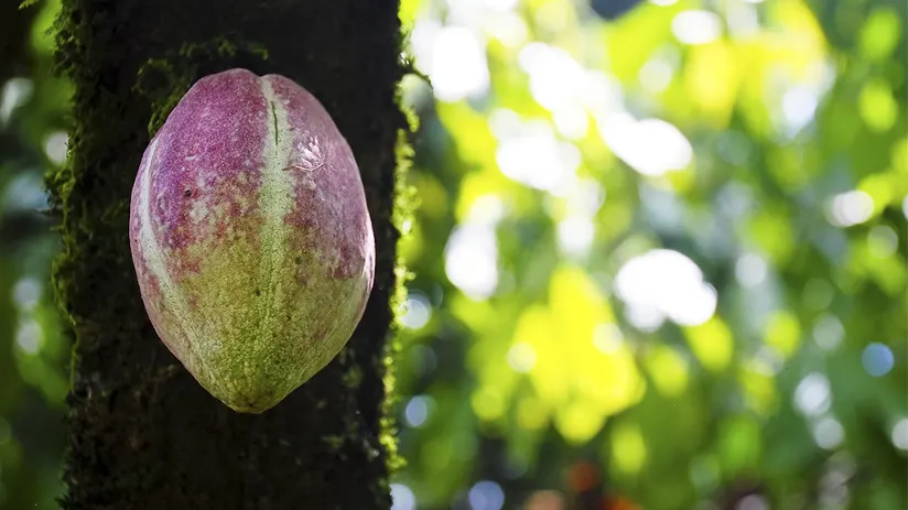 peruvian chocolate forastero cacao