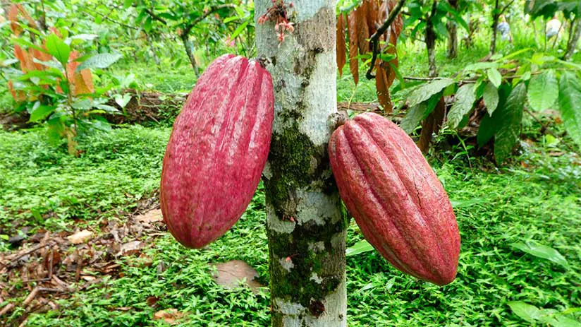 peruvian chocolate trinitario cacao