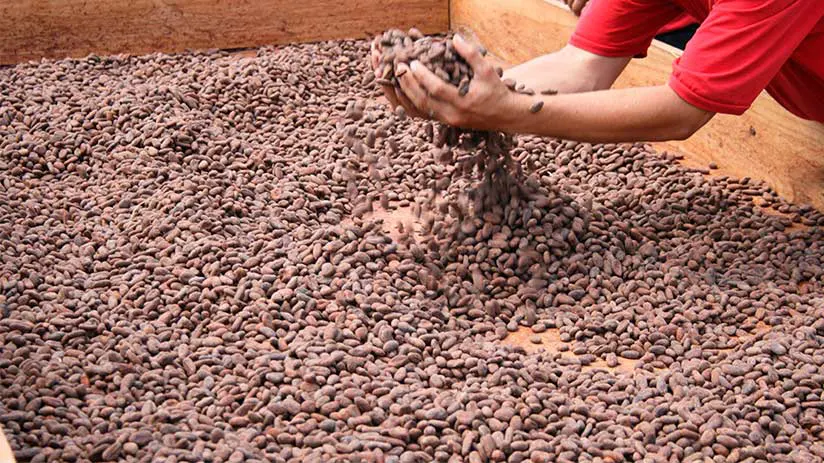 production of peruvian chocolate