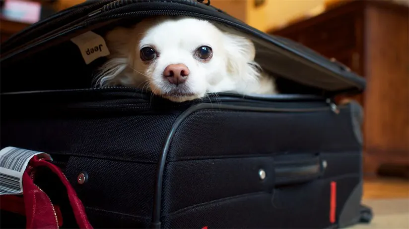 lima airport pets