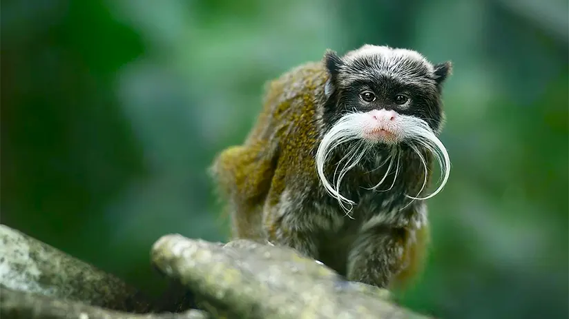 amazon bearded emperor tamarind