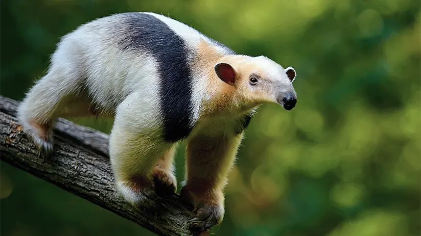 amazon collared anteater