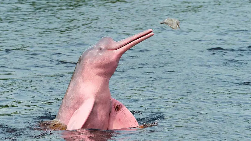 amazon pink river dolphin