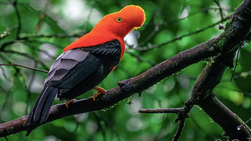 amazon rainforest animals birds