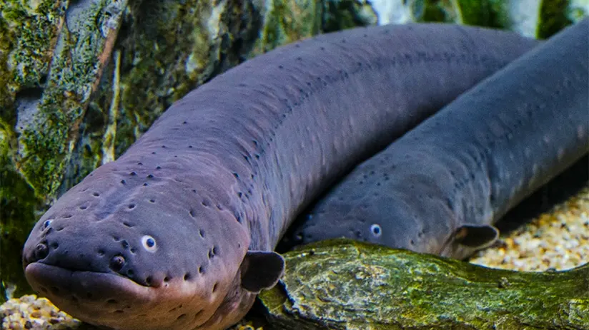amazon rainforest animals electric eel