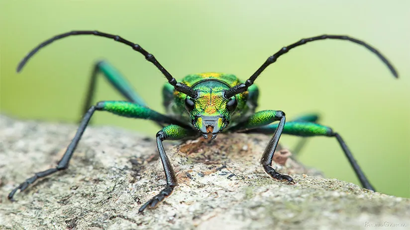 amazon rainforest animals insects