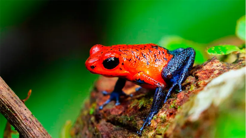 amazon rainforest animals poison dart frog
