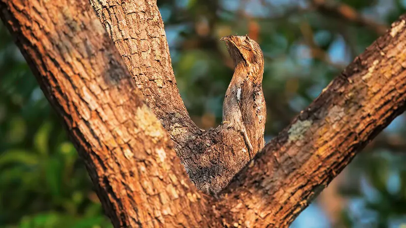 amazon rainforest animals potoo bird