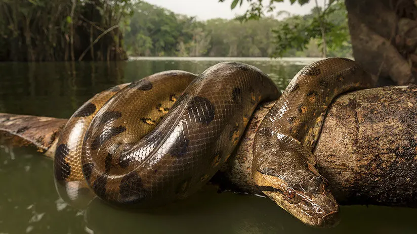 amazon rainforest animals reptiles