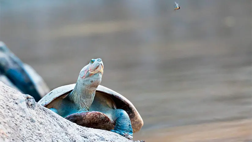 amazon rainforest animals side necked turtle