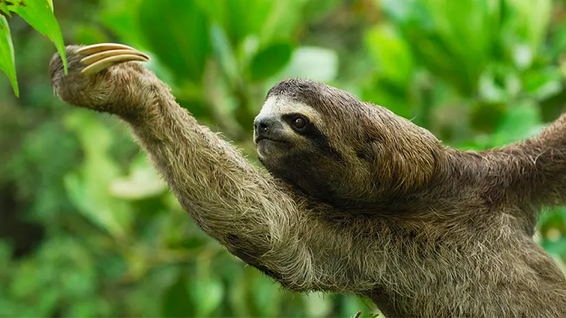 amazon rainforest animals sloth