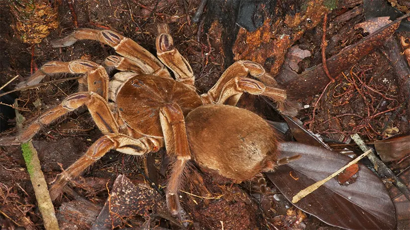 amazon rainforest insects goliath birdeater