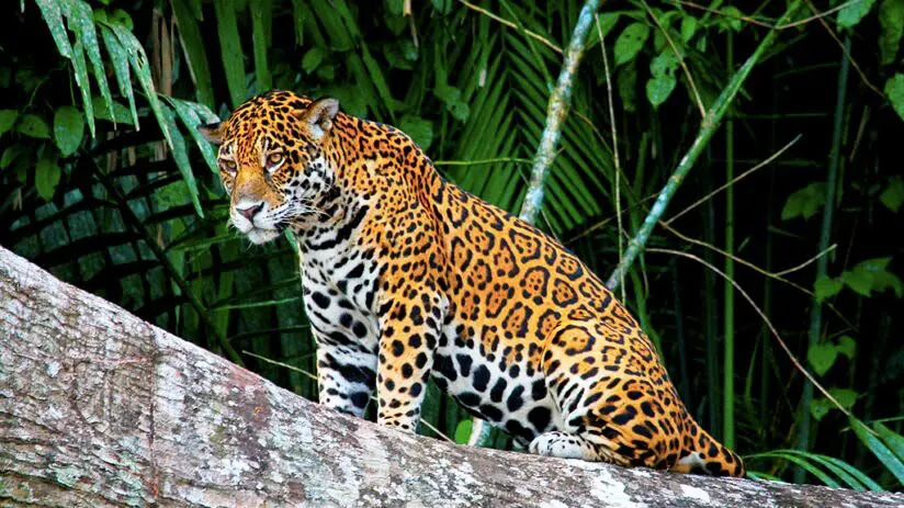 amazon rainforest jaguar