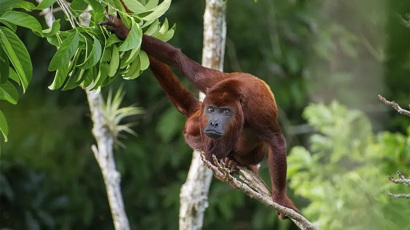 amazon red howler monkey