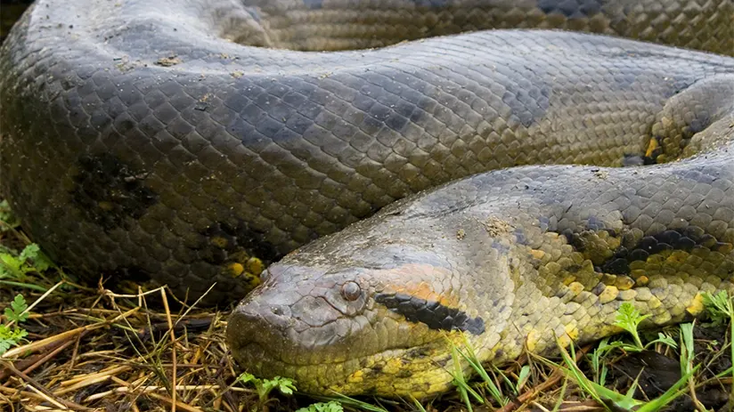 anaconda amazon rainforest animals