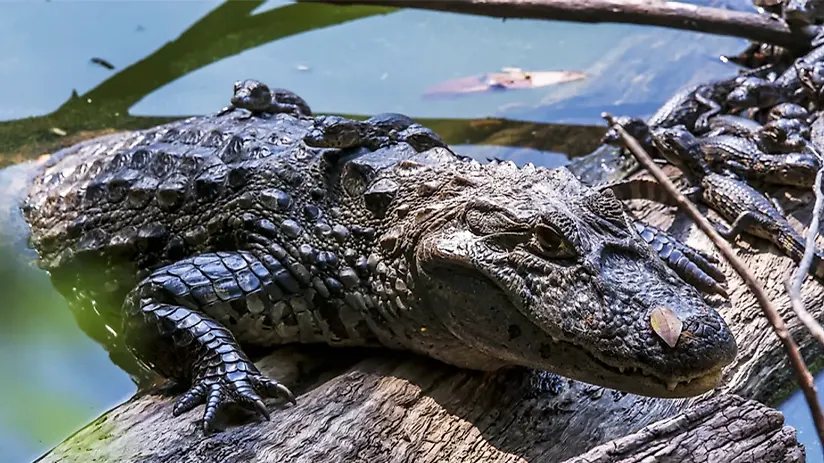 black caiman amazon rainforest animals