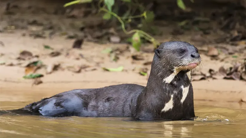 giant river otter