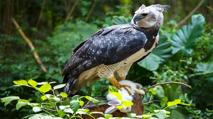 harpy eagle amazon rainforest animals