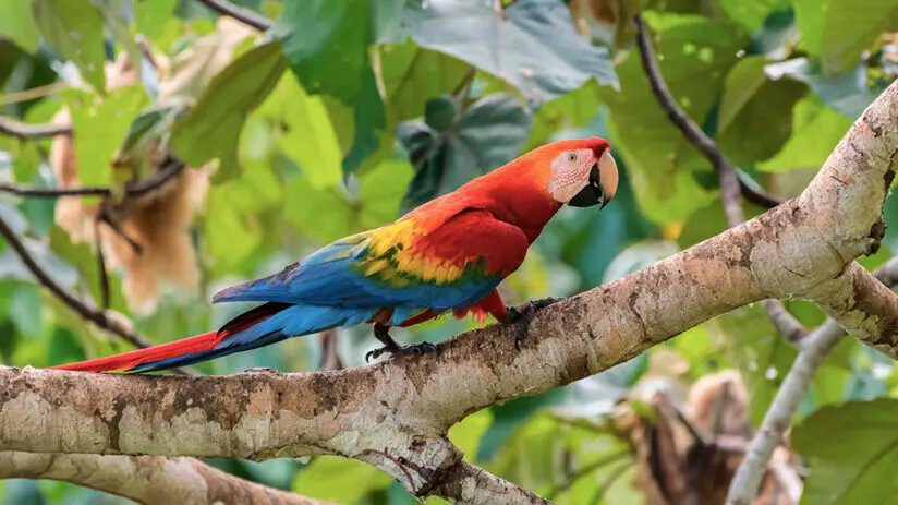 macaw amazon rainforest animals