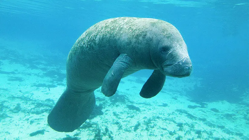 manatee amazon rainforest