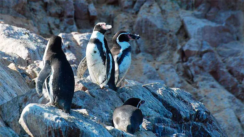 penguins in peru facts