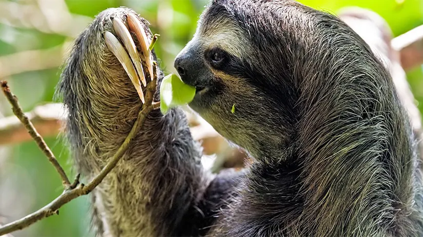 peruvian amazon mammals