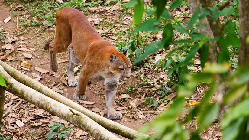 puma amazon rainforest animals