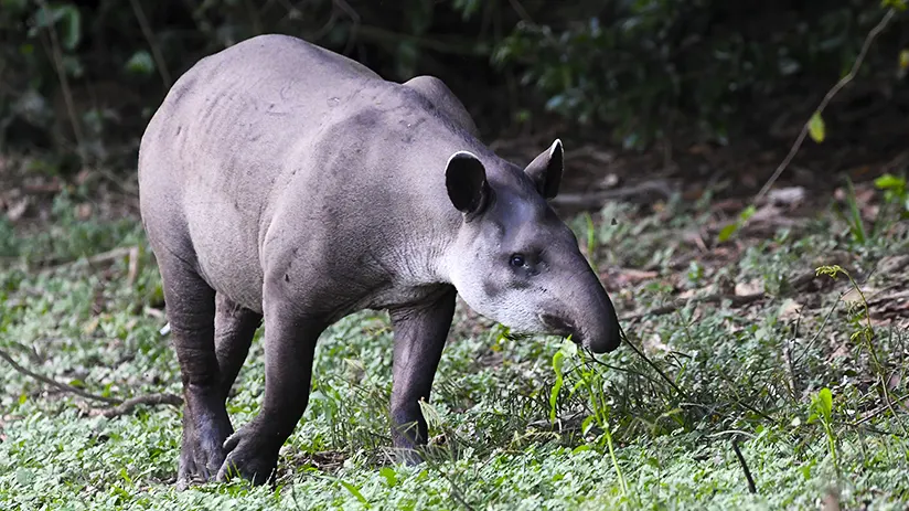 rainforest animals amazonian tapir