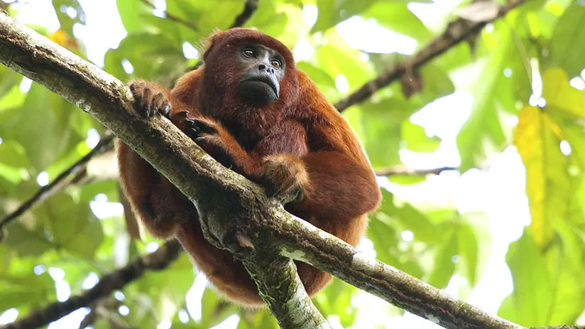 tourist attractions in peru manu national park