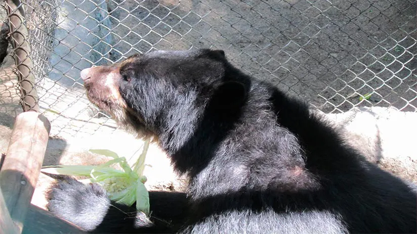 bears in aguas calientes