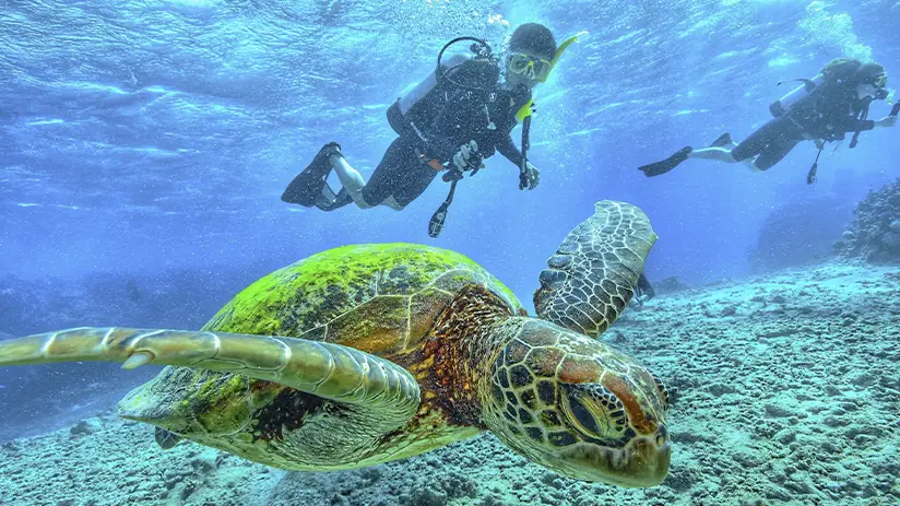 diving with gigant turtle