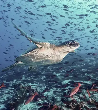 marine tortoise in galapagos