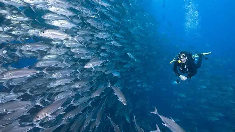snorkeling in galapagos