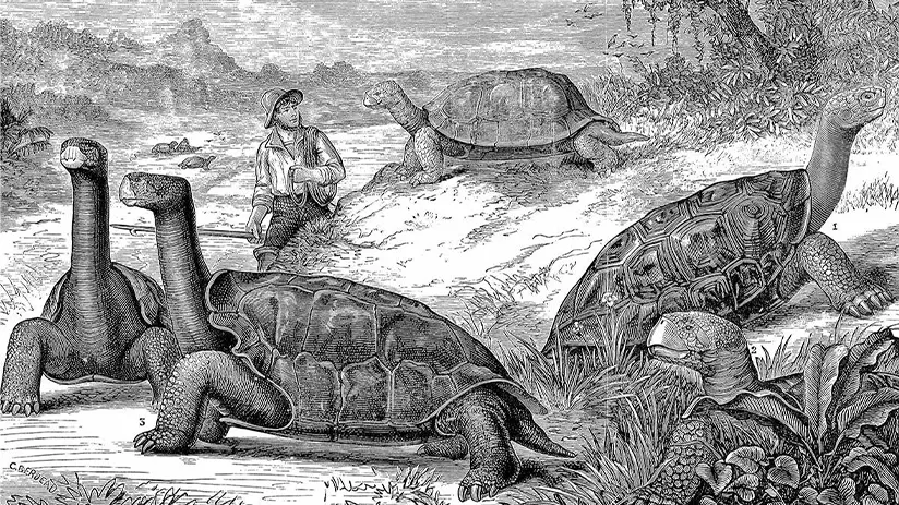 charles darwin's observations of giant tortoises in the galapagos Islands