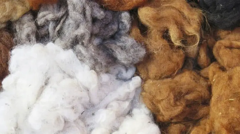 alpacas fiber