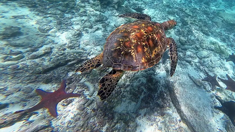 biodiversity galapagos