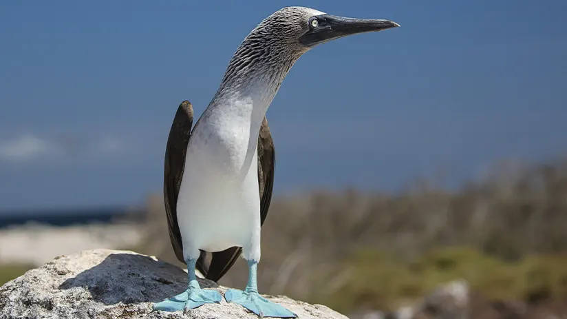 blue feet