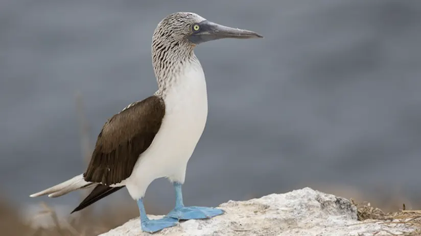 blue footed feed