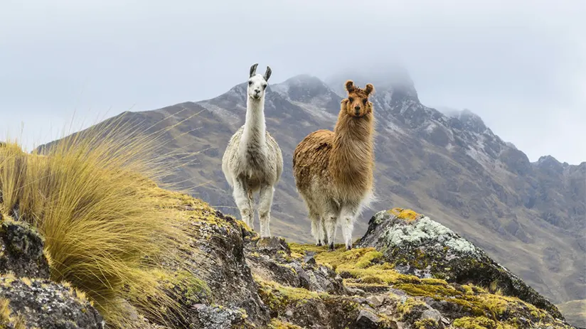 colors alpacas llamas