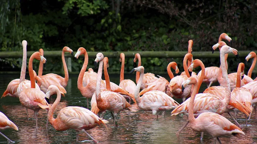 flamingos galapagos