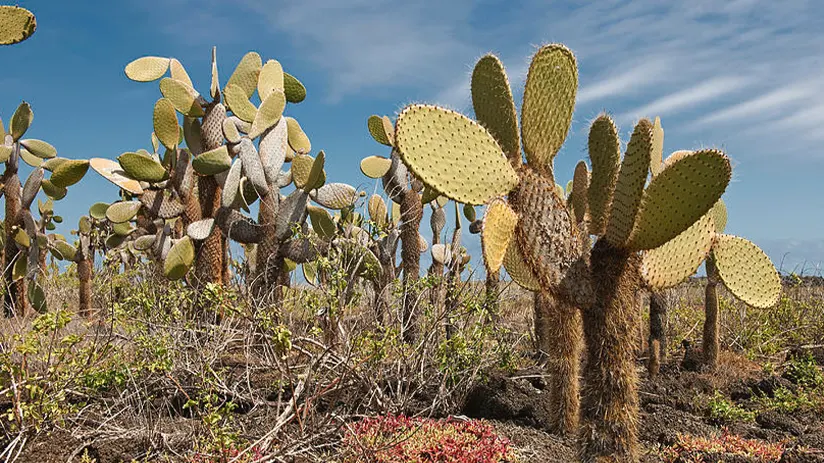 galapagos cactus