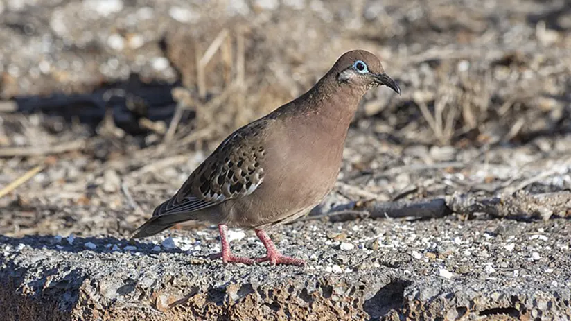 galapagos-dove