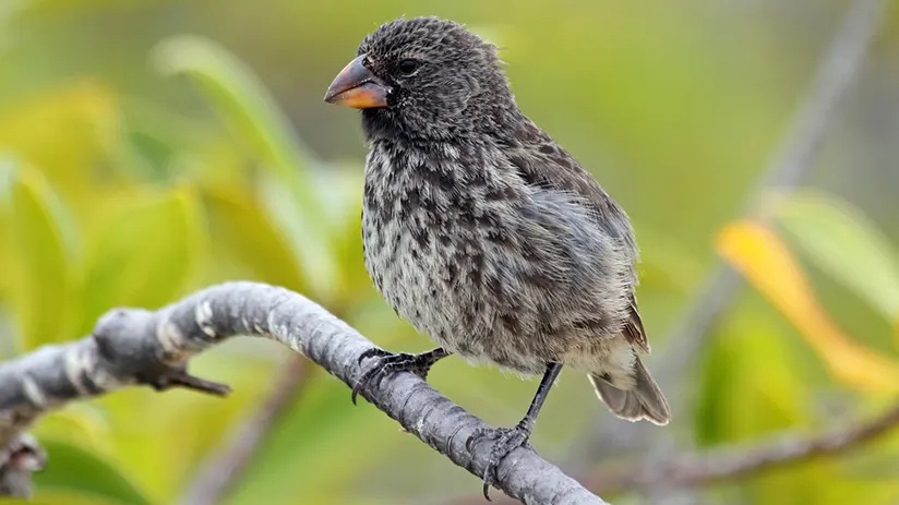 galapagos-finches