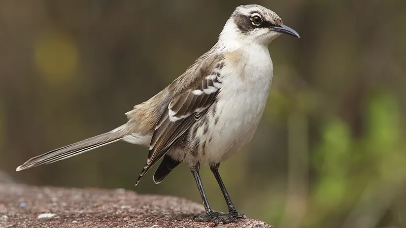 galapagos-mockingbird