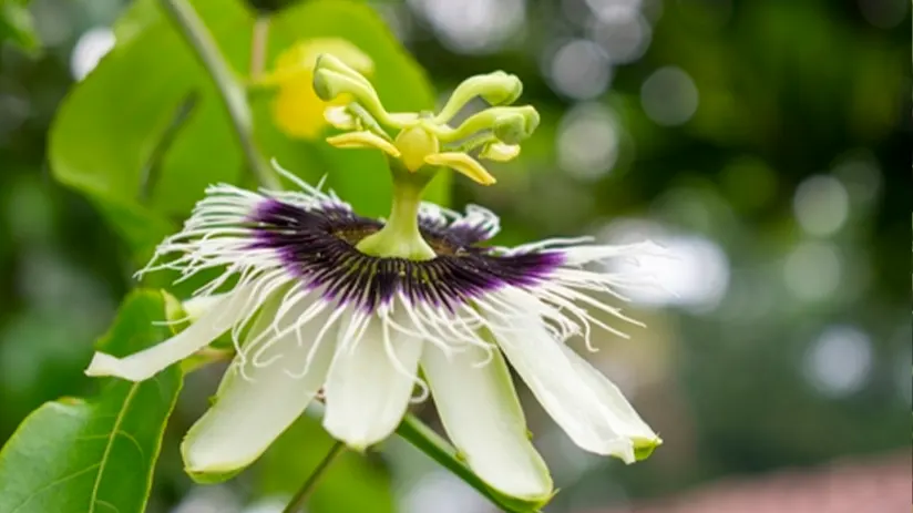 galapagos passioflower