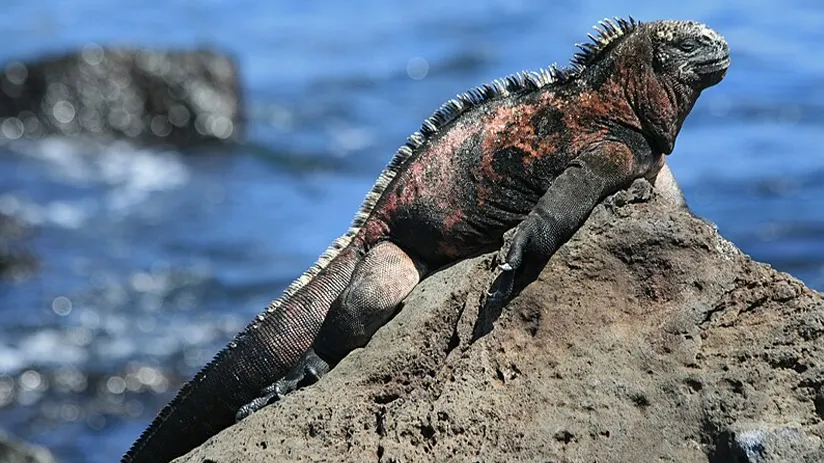 iguana marine
