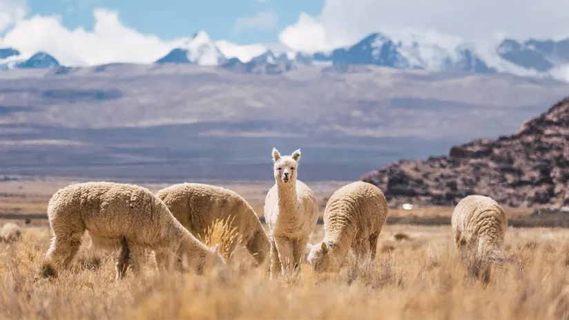 location of llamas alpacas