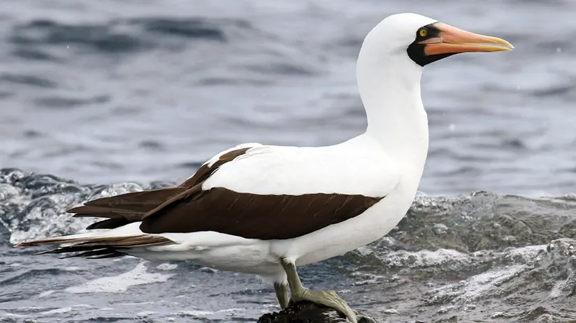 nazca-booby