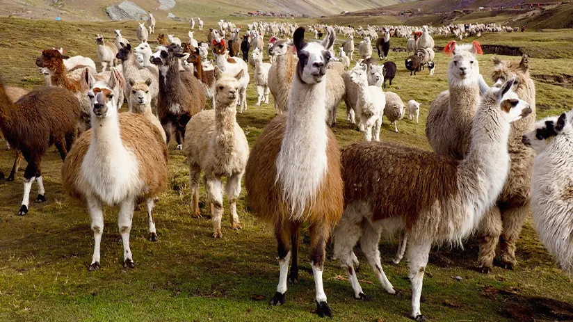 origins and ancestors of llamas and alpacas